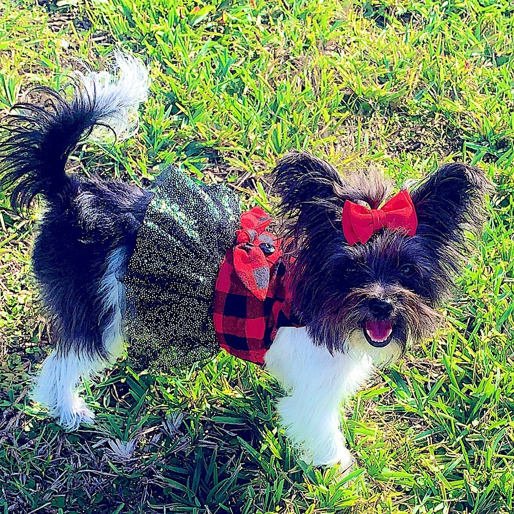 Dog Christmas dress with sparkled tutu